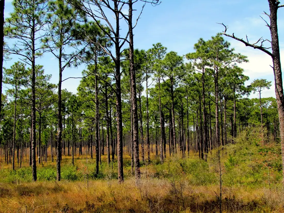Tall longleaf pines in the Croatan National Forest near Havelock, NC